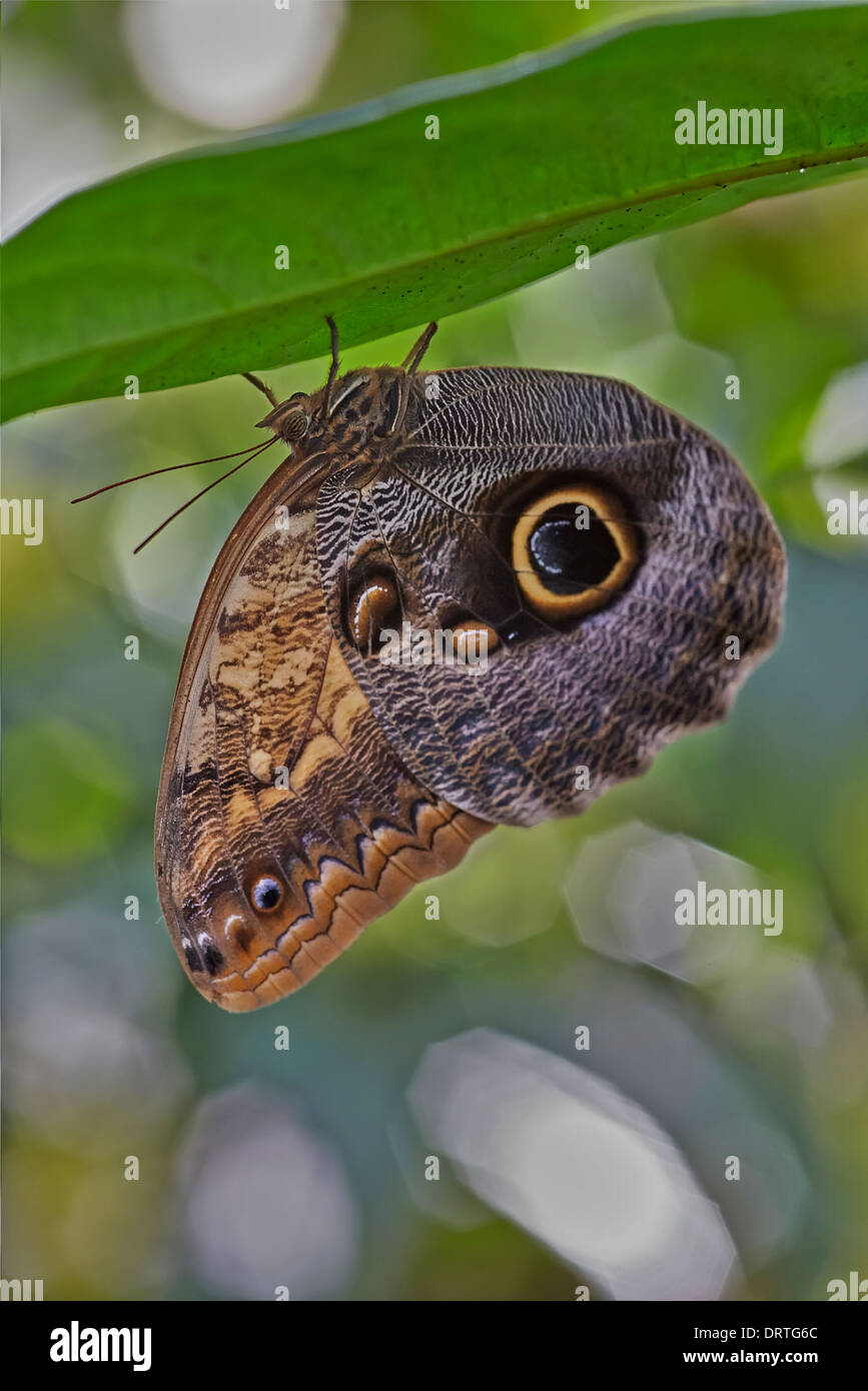 Farfalla civetta noto anche come pale o gigante farfalla Civetta Caligo memnon dalla famiglia Nymphalidae dal Messico e l'Amazzonia Foto Stock