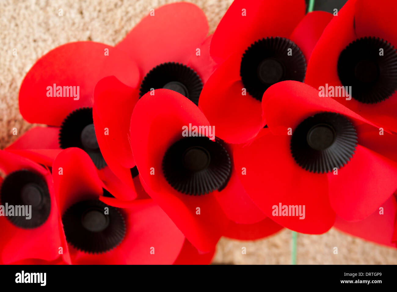 Poppy Day ricordo grande guerra mondiale Fiandre Foto Stock