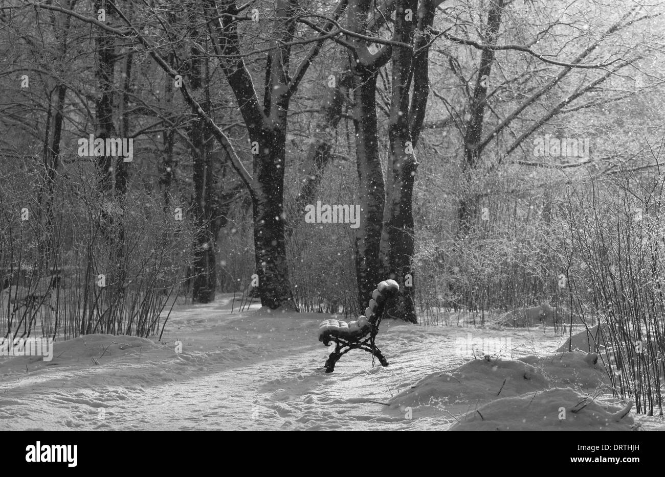 Alberi in neve. Parco del Palazzo Gatchina,, l'oblast di Leningrado, Russia. Foto Stock