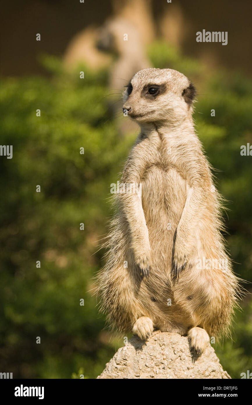 Meerkat o Mangusta - femmina a guardare il territorio - immagine verticale Foto Stock