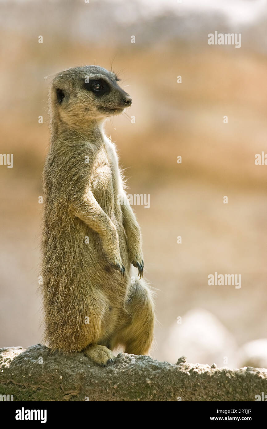 Il Meerkat vive in tutte le parti del deserto del Kalahari in Africa Foto Stock
