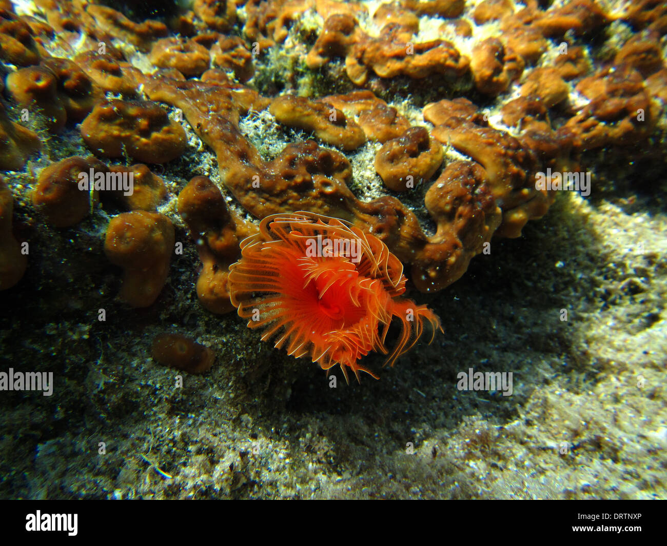 Un rosso anemone marittimo Foto Stock