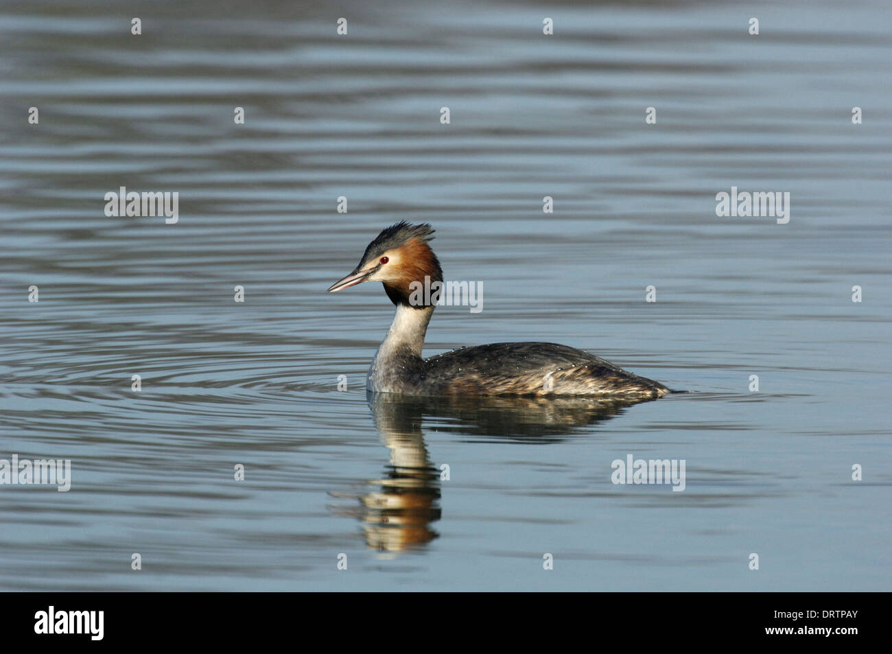 Svasso maggiore Podiceps cristatus Foto Stock