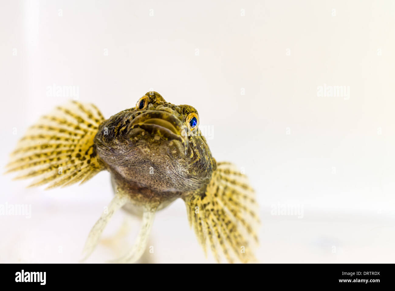 Un Scazzone pesci di acquario Foto Stock