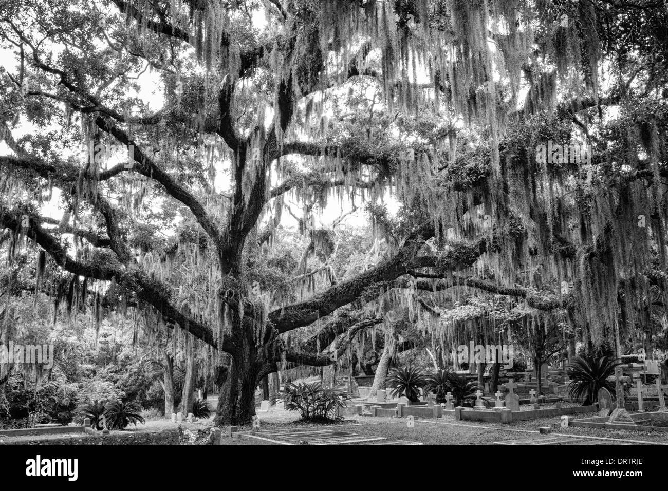 Live Oak tree coperte di muschio Spagnolo in Fernandina Beach Bosque Bello cimitero. Convertito in bianco e nero. Foto Stock