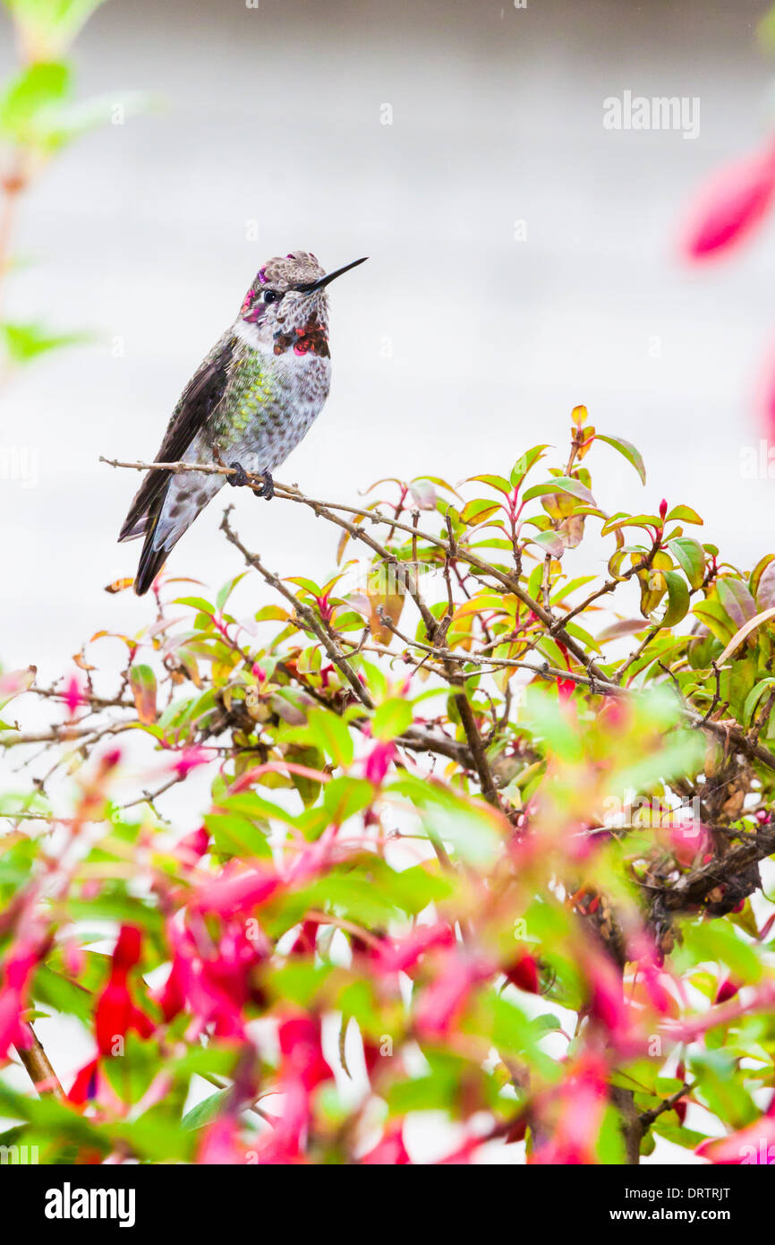 Anna's Hummingbird, Calypte anna, appollaiate su una fioritura Fuchsia impianto al punto Arena Cove nel punto Arena, California. Foto Stock