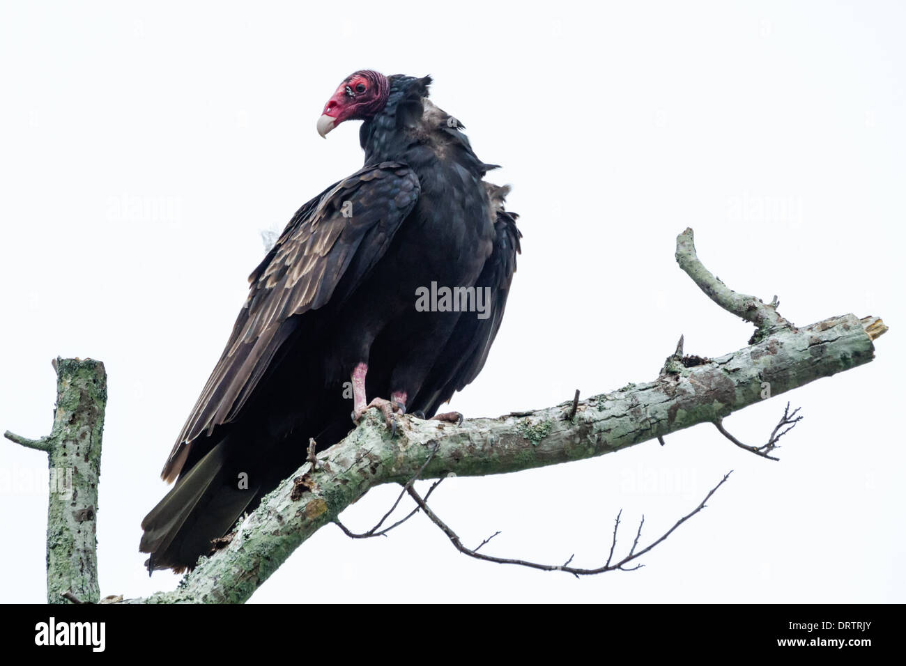 La Turchia Vulture (Cathartes aura) seduto in un albero, Amelia Island, Florida Foto Stock