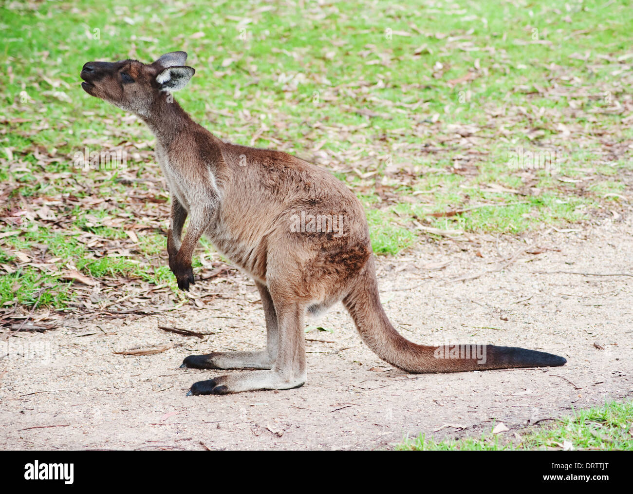 Nativi Australiani seduta di canguro e alla ricerca di qualcosa di Foto  stock - Alamy