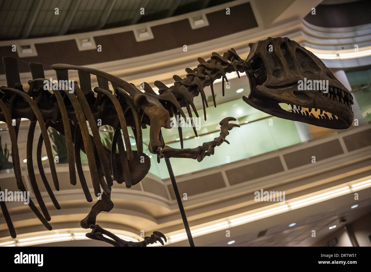 Il Main Terminal Atrium dell'Aeroporto Internazionale di Atlanta presenta un dinosauro lungo 31 piedi dal Museo Fernbank. (USA) Foto Stock