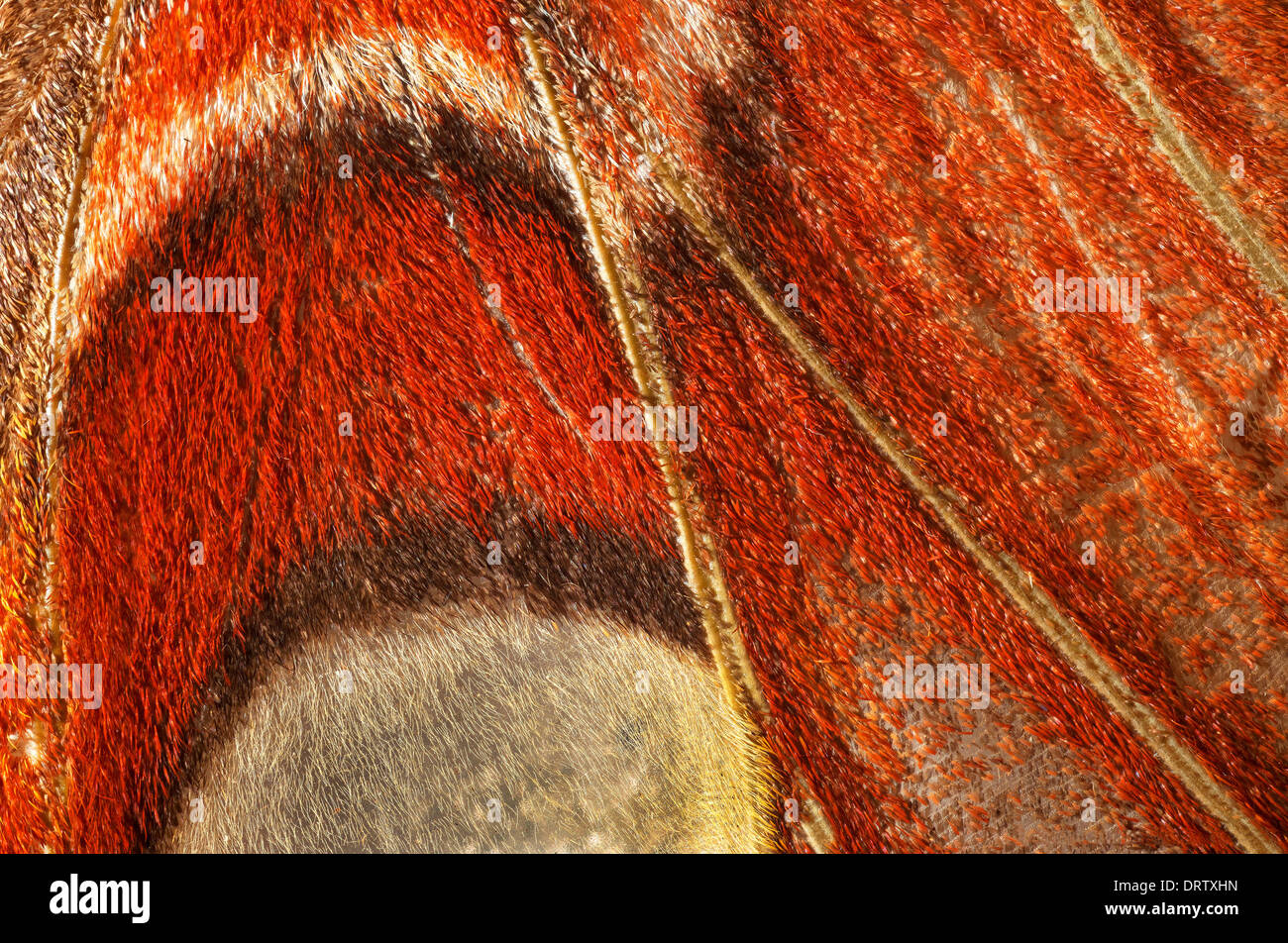 Attacus atlas: vista del parafango destro. Foto Stock Attacus atlas: vista del parafango destro. Foto Stock