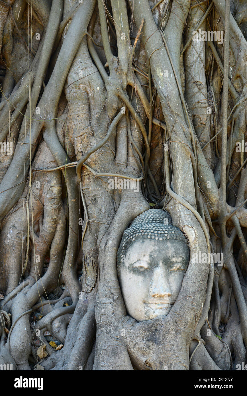 Testa di Buddha circondato da radici in Ayutthaya Foto Stock