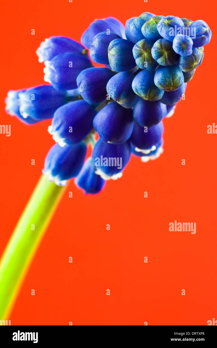 Armeno giacinto d'uva Foto Stock