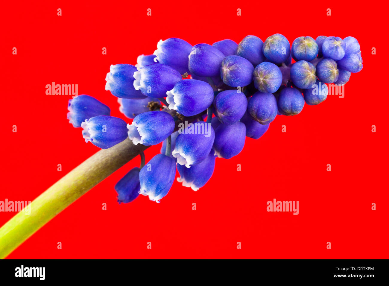 Uva armeno giacinto, close-up Foto Stock