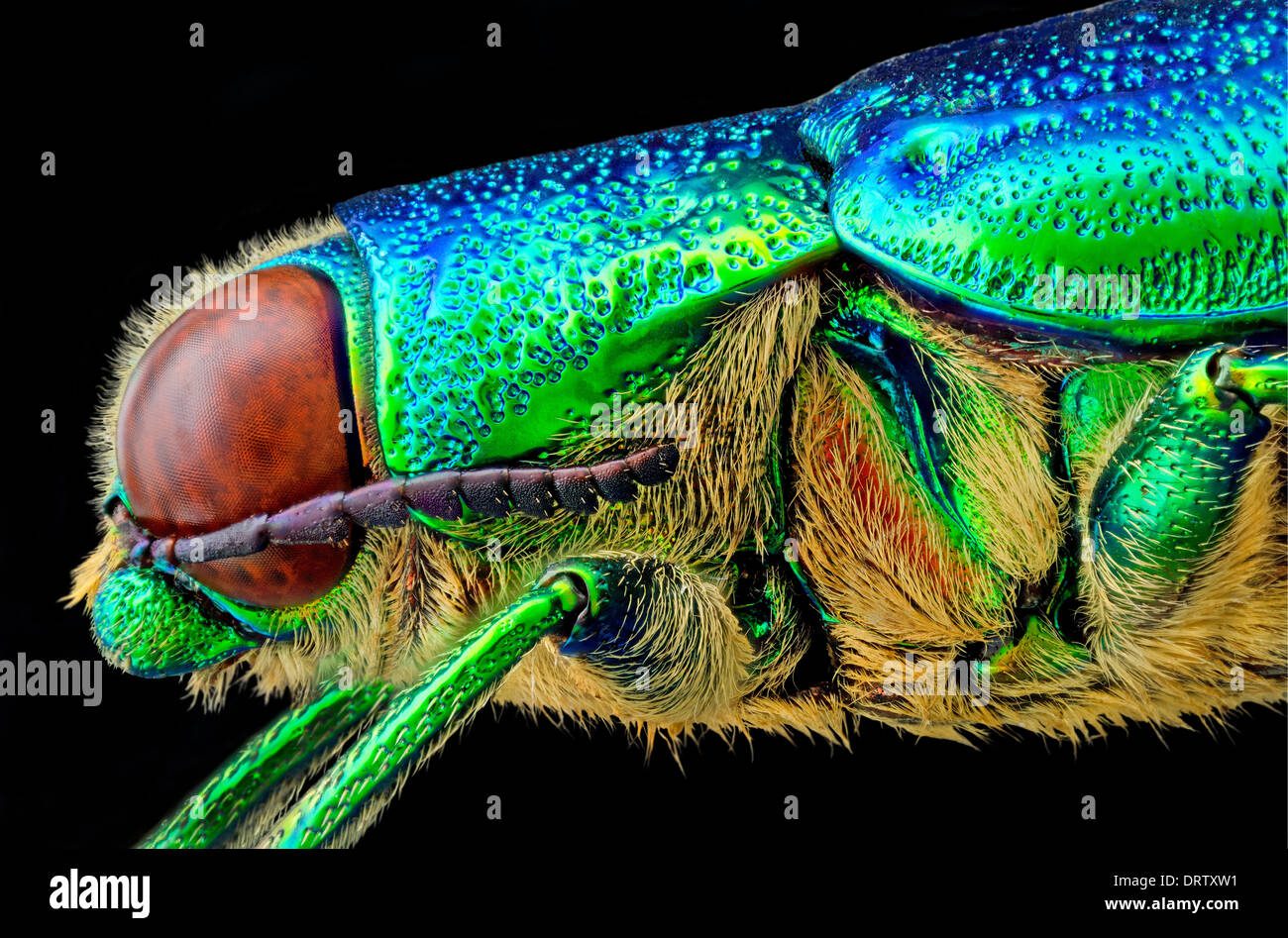 Crysochroa fulminante: Vista del lato sinistro Foto Stock