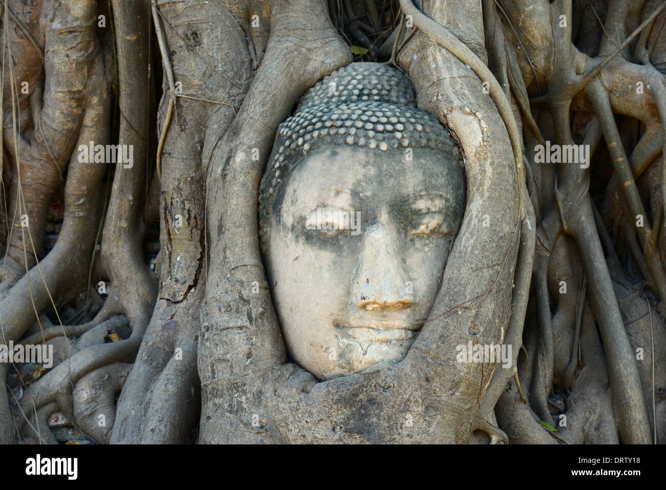 Testa di Buddha circondato da radici in Ayutthaya Foto Stock