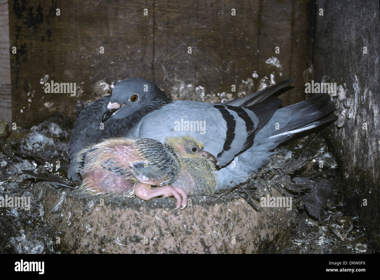 Piccione sul nido immagini e fotografie stock ad alta risoluzione - Alamy