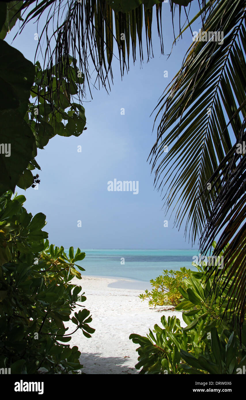 Vista oceano attraverso la vegetazione tropicale, Bodufinolhu (Fun Island), South Male Atoll, Maldive Foto Stock