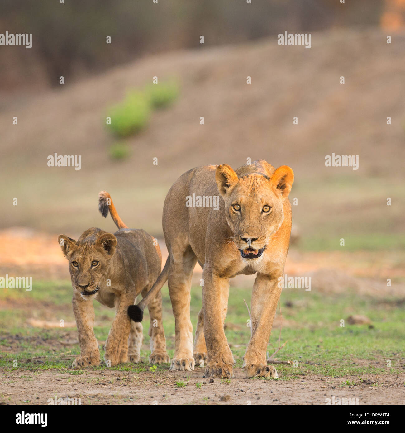 Leonessa (Panthera leo) con cub camminando verso la telecamera Foto Stock
