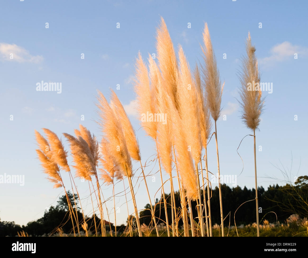 Pampa erba (Cortaderia selloana) nel pomeriggio con la luce solare Foto Stock