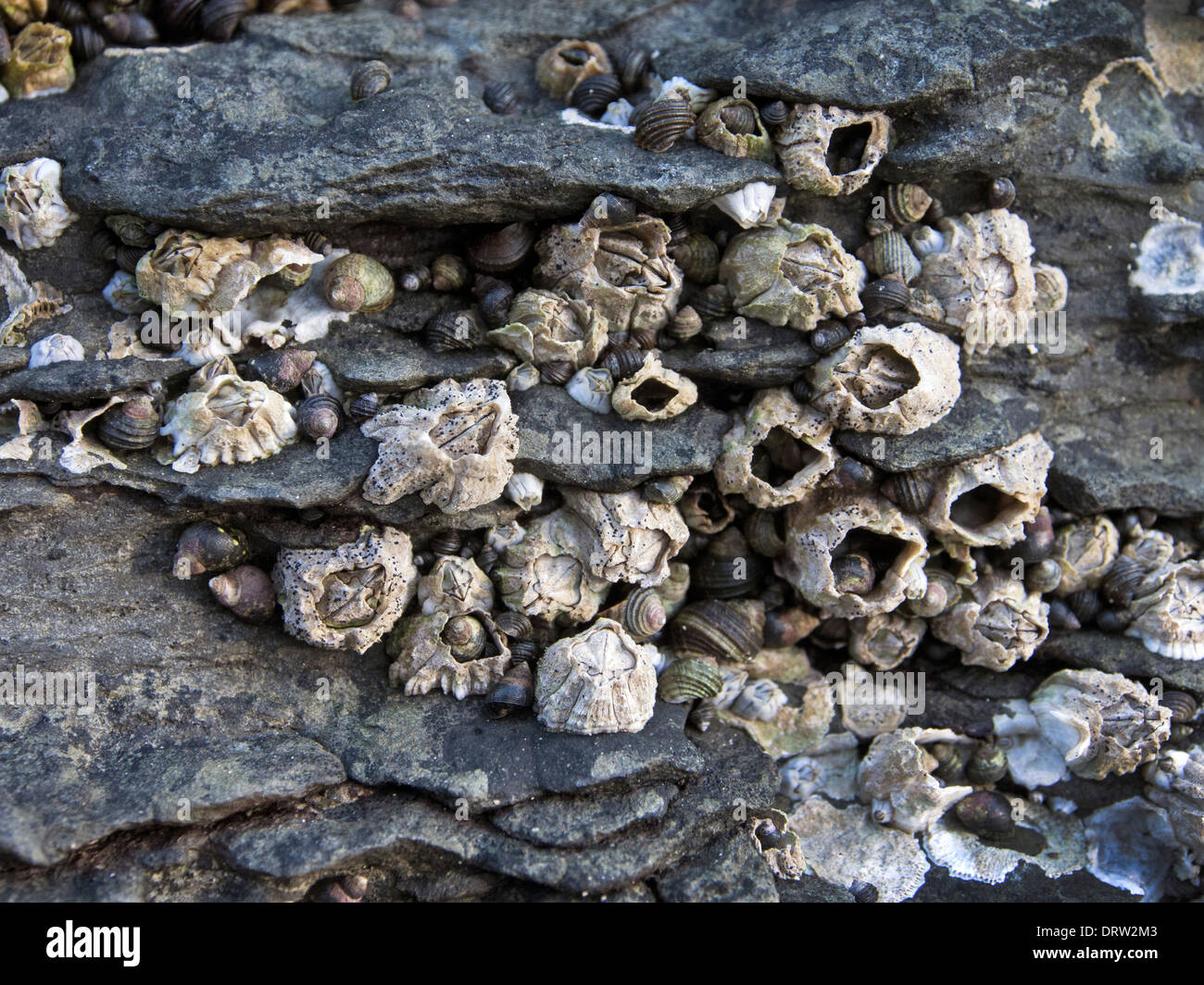 Acorn barnacles aggrapparsi a una roccia tideline su una spiaggia in British Columbia Foto Stock