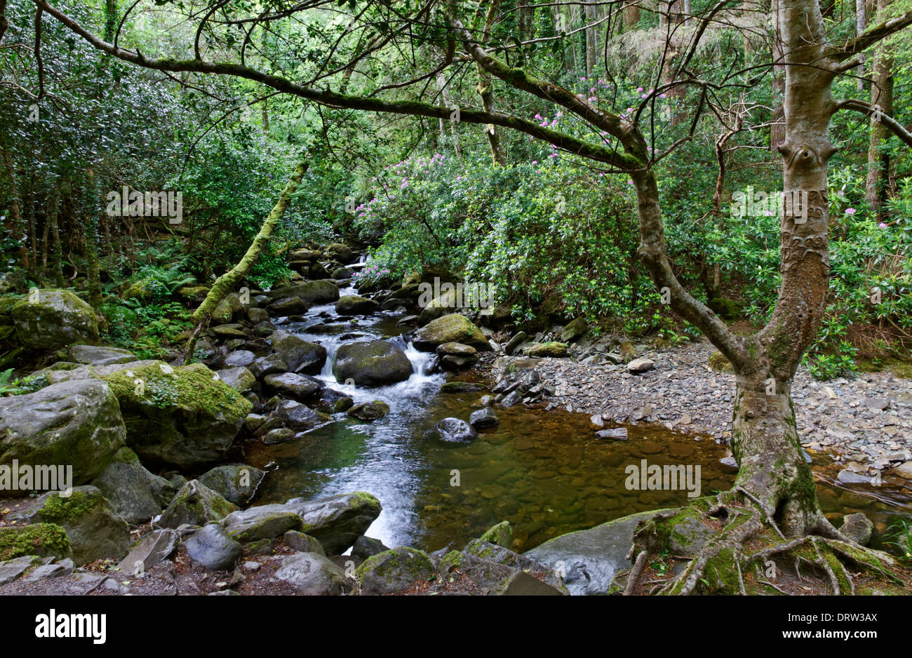 Il fiume Owengarriff nel Parco Nazionale di Killarney sull'anello di Kerry, la Contea di Kerry, Irlanda Foto Stock