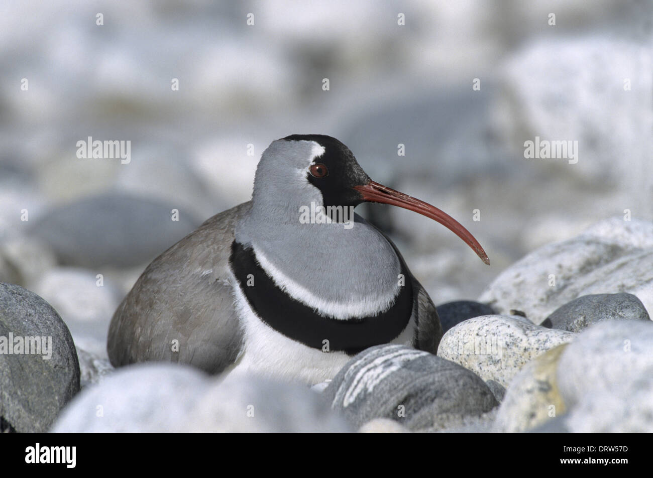 Ibisbill - Ibidorhyncha struthersii Foto Stock