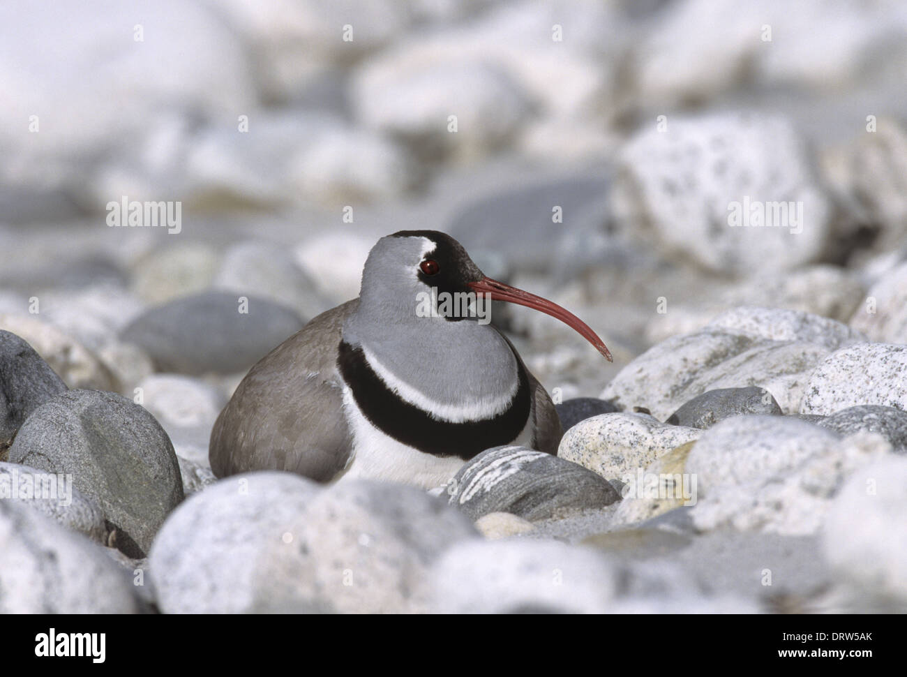 Ibisbill - Ibidorhyncha struthersii Foto Stock