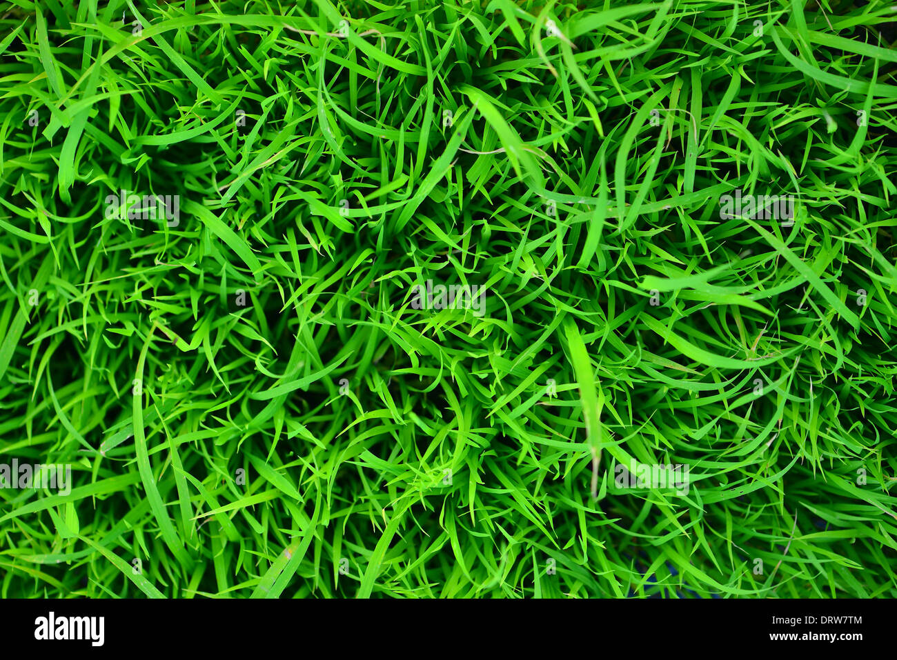 Semenzali del riso Foto Stock