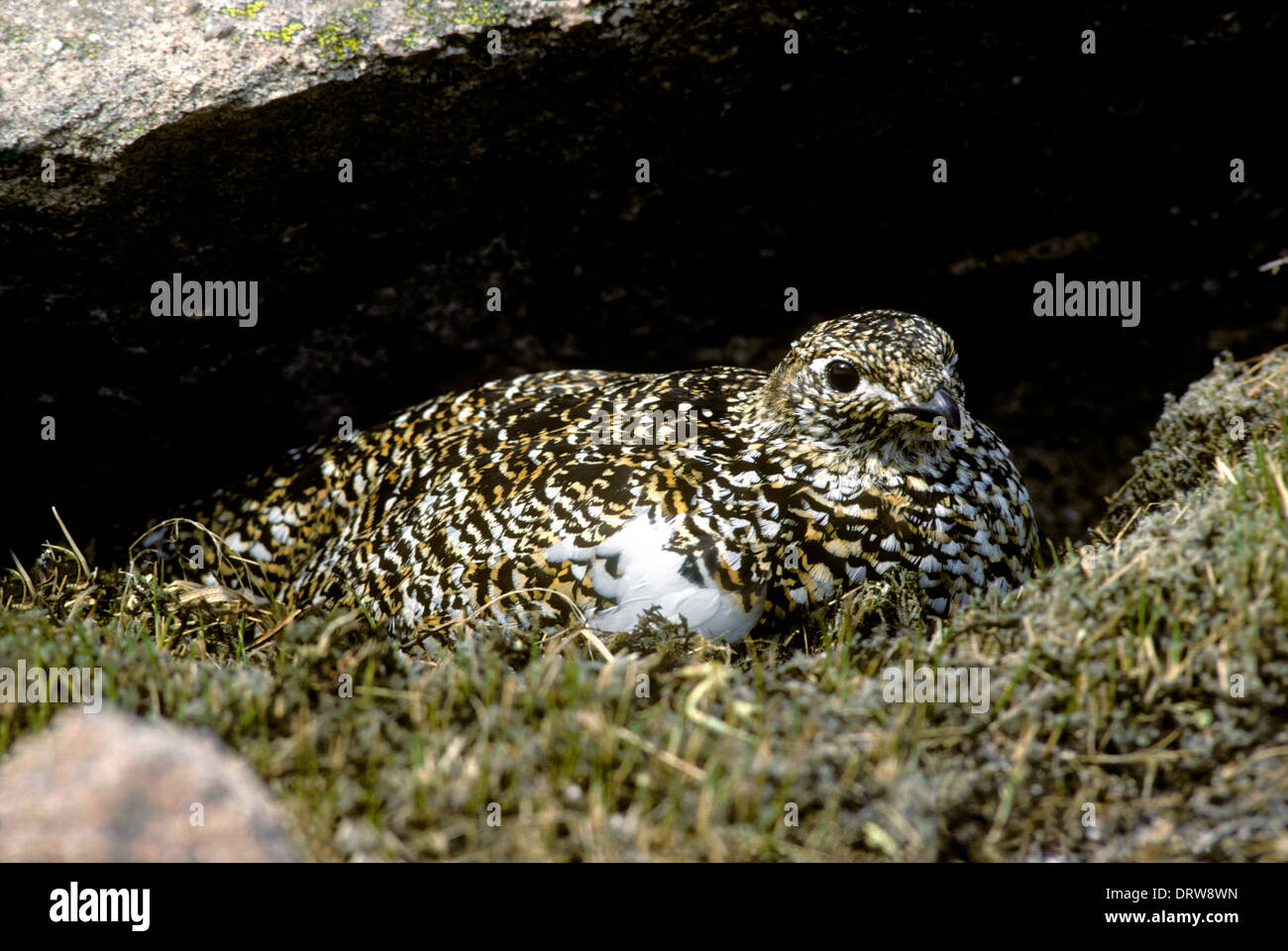 La Ptarmigan Lagopus mutus - Femmina proveniente in estate piumaggio Foto Stock