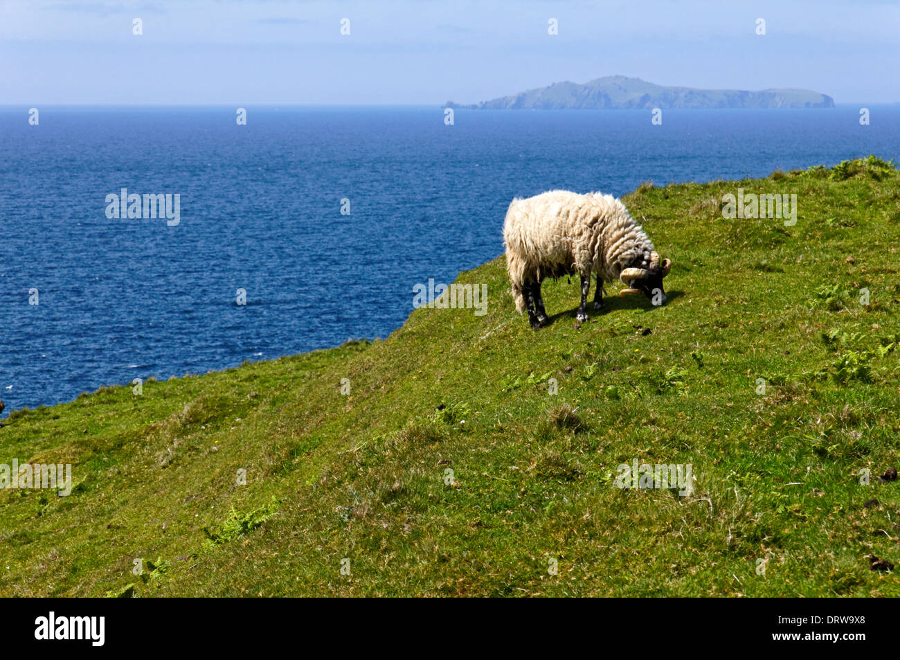 Pecore sulla penisola di Dingle nella Contea di Kerry, Irlanda Foto Stock