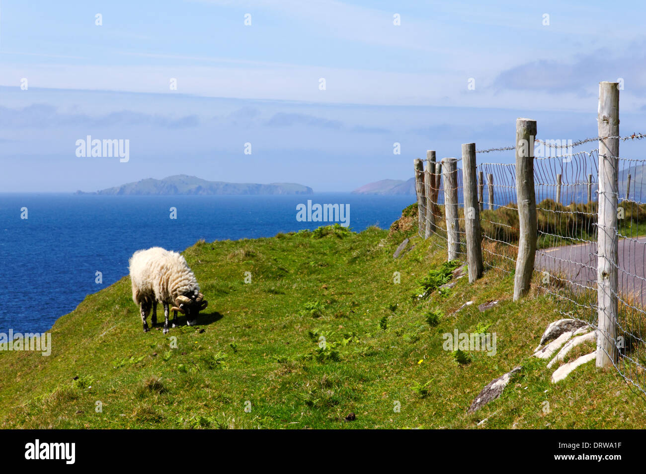 Pecore sulla penisola di Dingle nella Contea di Kerry, Irlanda Foto Stock