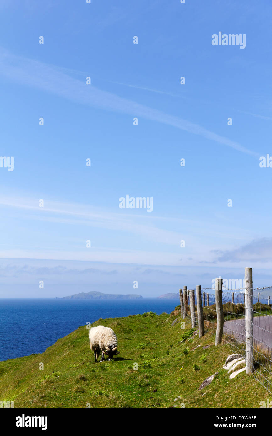 Pecore sulla penisola di Dingle nella Contea di Kerry, Irlanda Foto Stock
