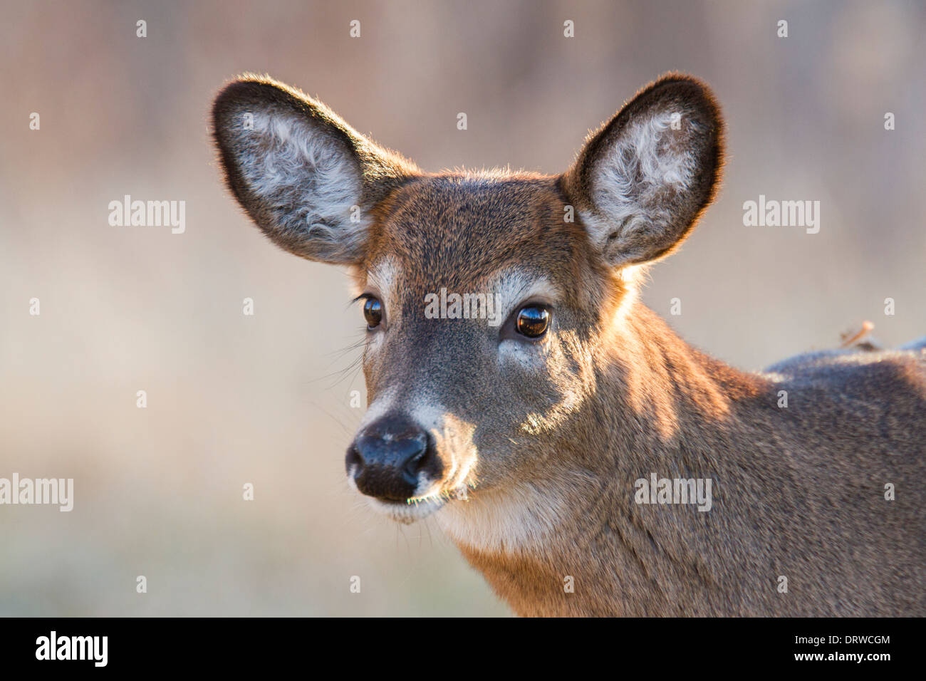 Un inizio di mattina culbianco Cervo femmina (Odocoileus virginianus). Foto Stock