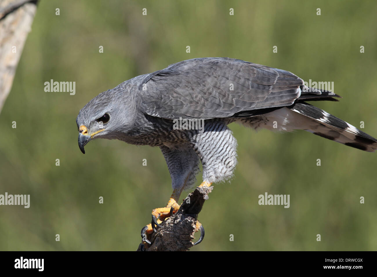 Falco grigio Arizona deserto Sonoran bird Foto Stock