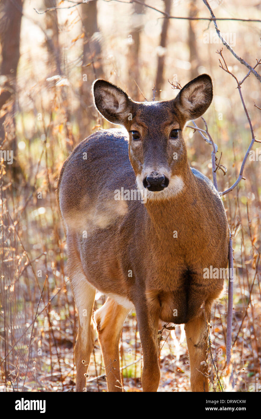 Un inizio di mattina culbianco Cervo femmina (Odocoileus virginianus). Foto Stock