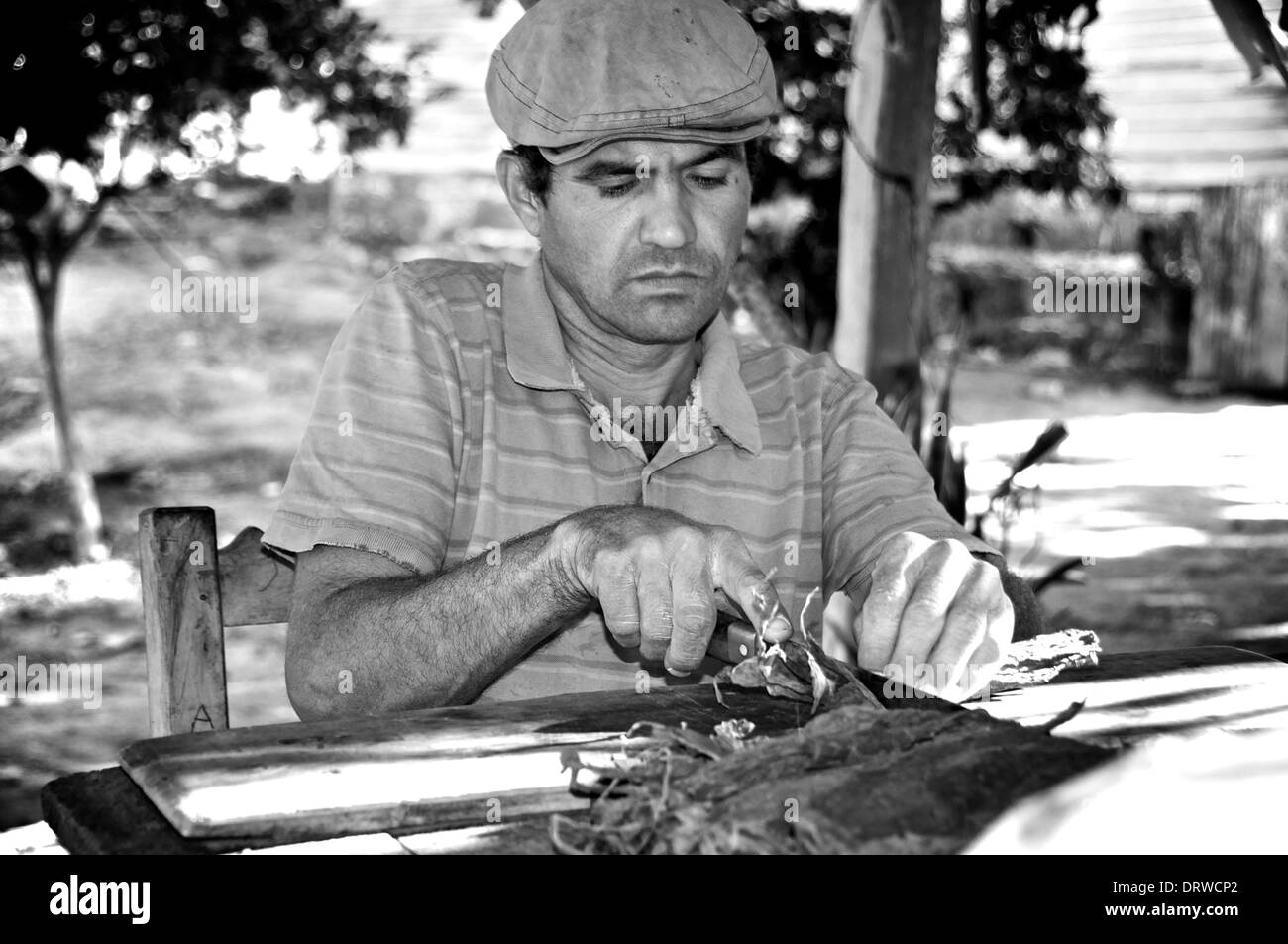 Black & White immagine del tabacco cubano agricoltore sigaro di laminazione Foto Stock