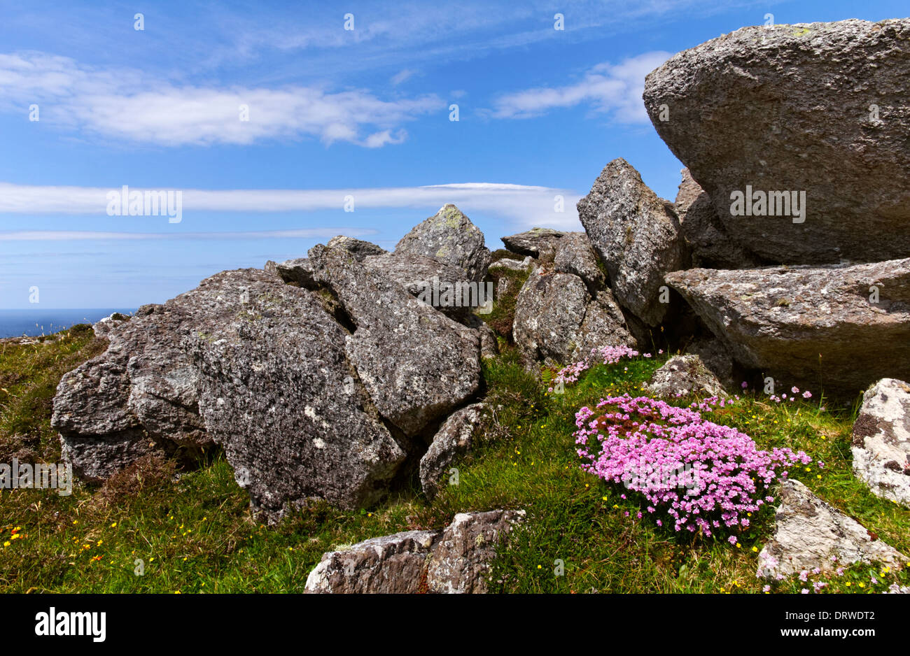 Fiori tra le rocce sulla penisola di Dingle nella Contea di Kerry, Irlanda Foto Stock