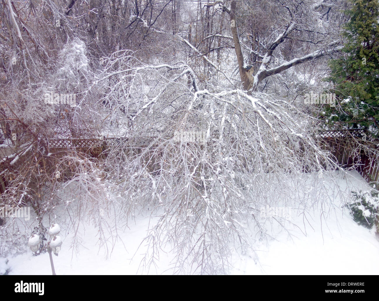 Neve su alberi in un cortile in Ontario, Canada Foto Stock