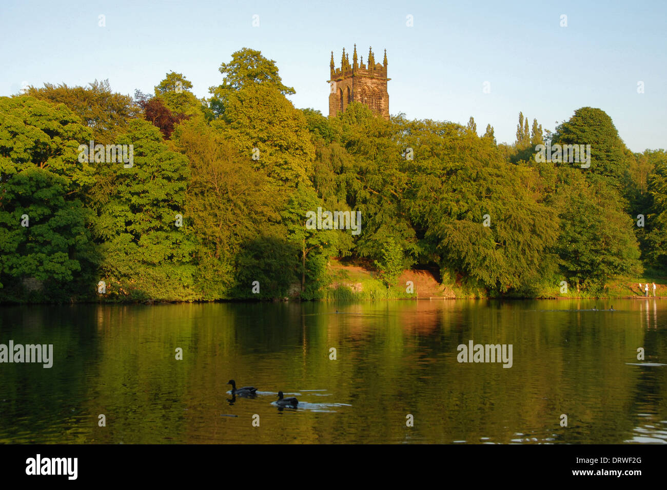 Anatre in Lymm Dam, a Lymm, Cheshire, con la torre della chiesa di Santa Maria in serata sun Foto Stock