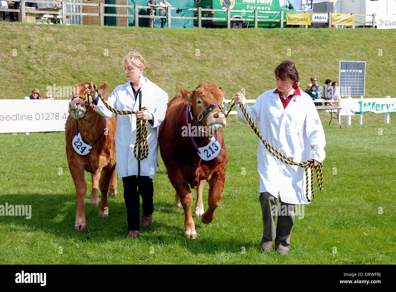 Per gli agricoltori di sesso femminile che di bovini in mostra l'anello presso il Royal Cornwall show, St Albans, Cornwall, Regno Unito Foto Stock