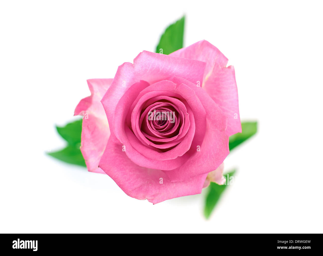 Un primo piano della rosa rosa su sfondo bianco. Foto Stock