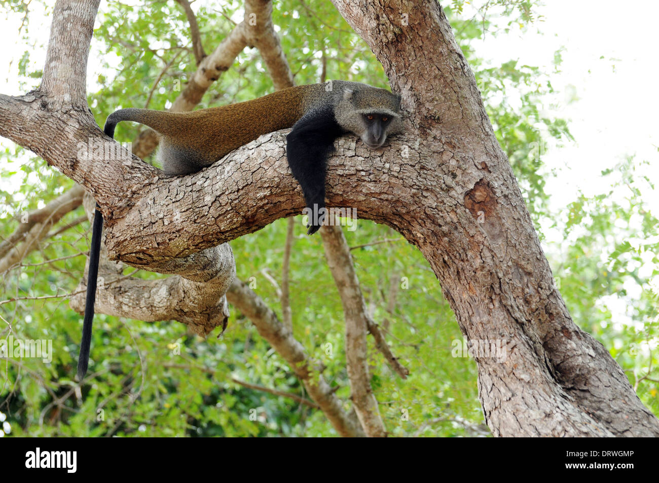 Syke scimmia è anche noto come il bianco-throated o Samango monkey (Cercopithecus albogularis) Foto Stock