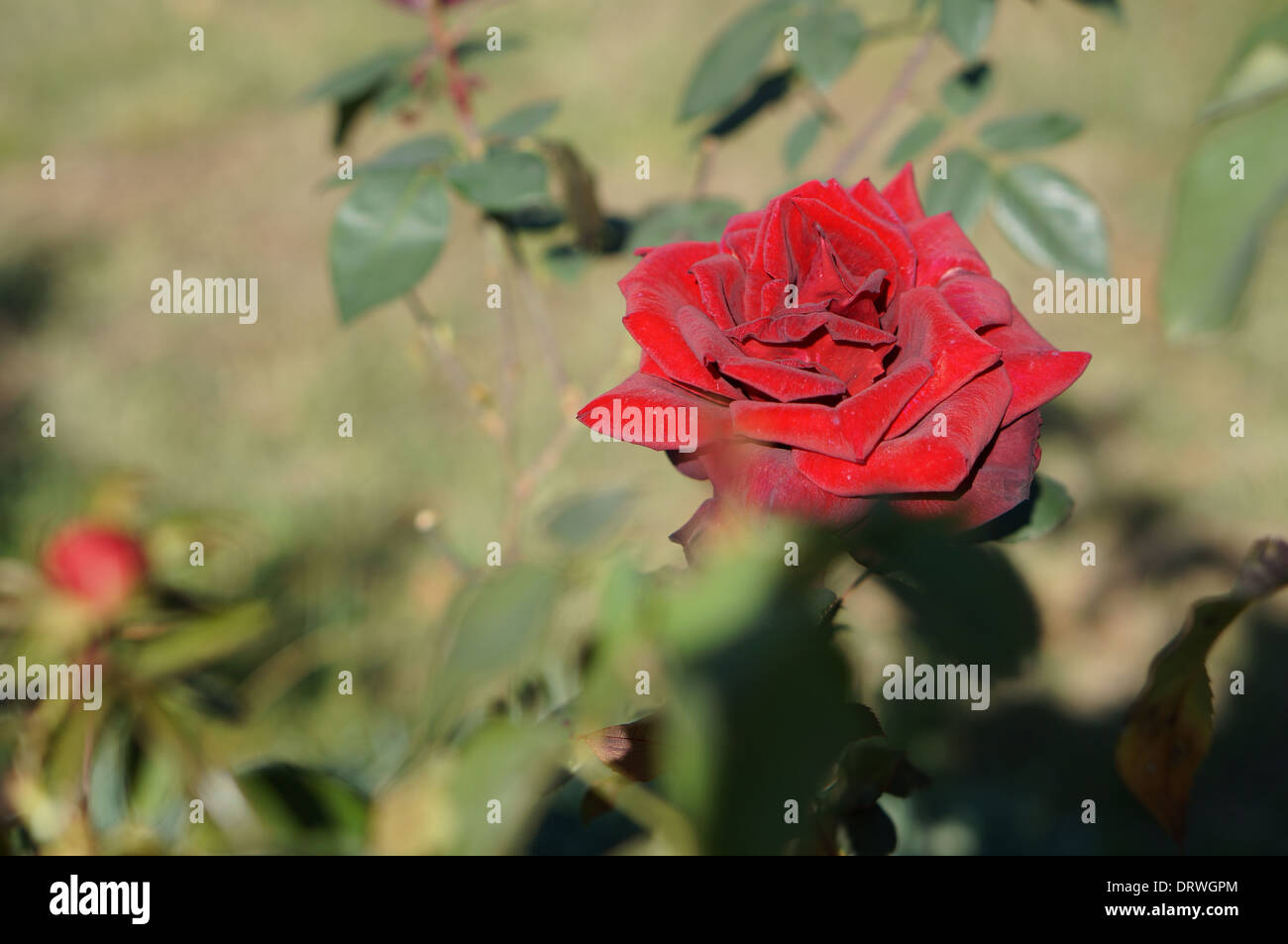 Estate red rose blossom Foto Stock