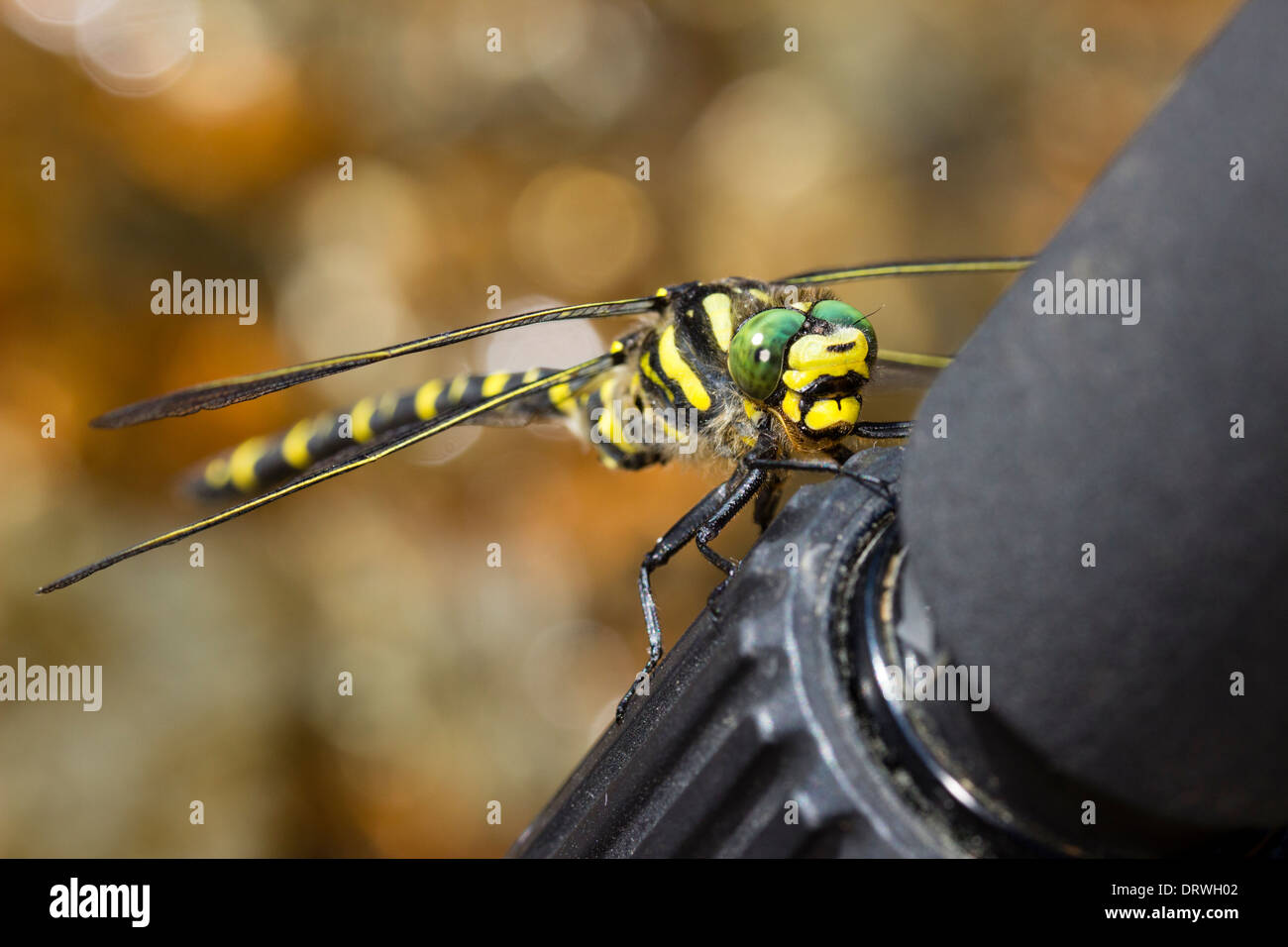 Golden inanellato dragonfly, Cordulegaster boltonii, utilizzando un fotografo il treppiede come un pesce persico Foto Stock