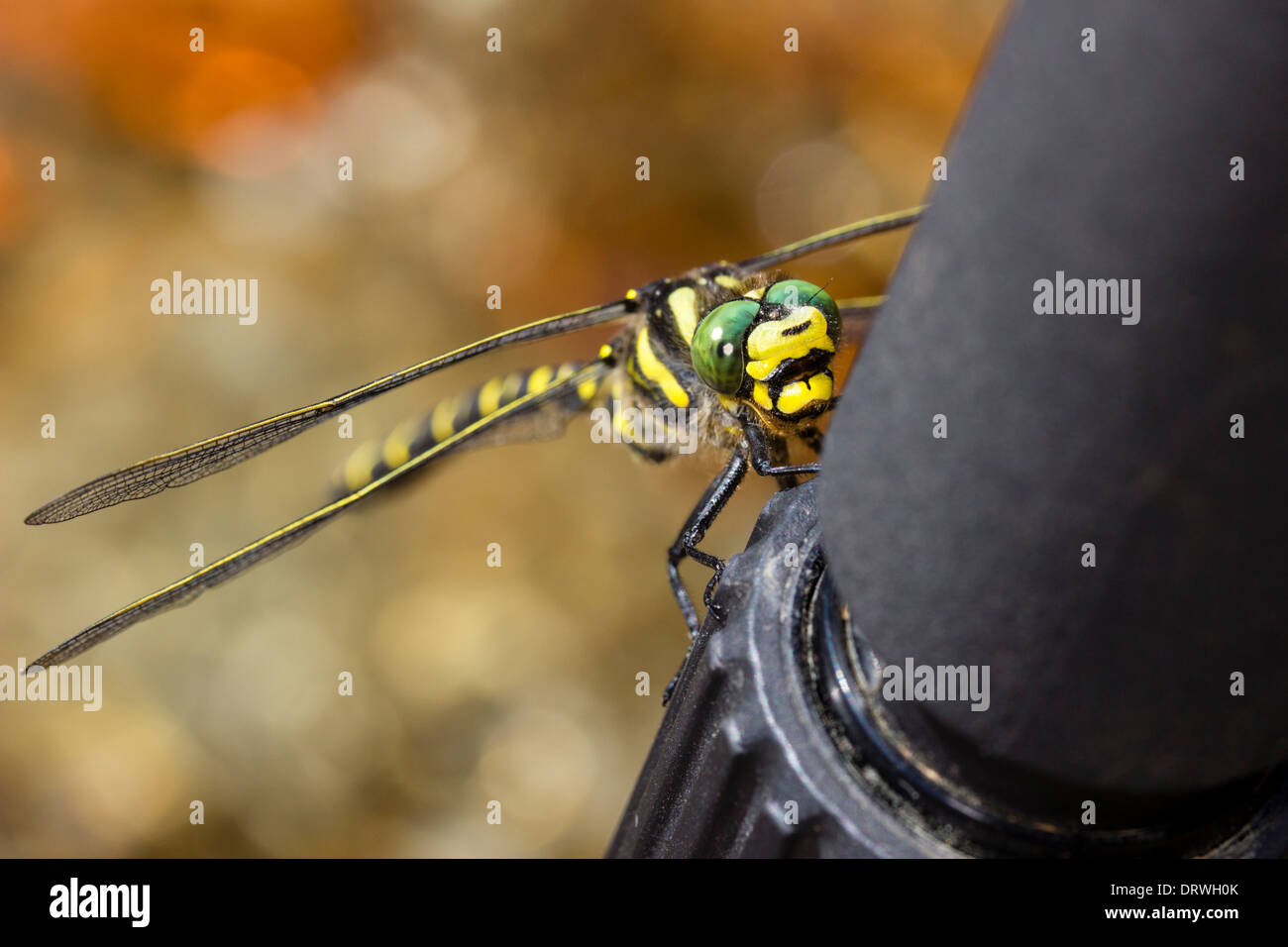 Golden inanellato dragonfly, Cordulegaster boltonii, utilizzando un fotografo il treppiede come un pesce persico Foto Stock