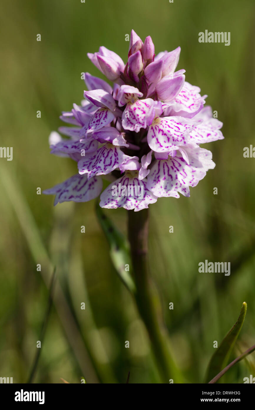 Orchidea macchiata, Dactylorhiza maculata, su Roborough verso il basso in corrispondenza del bordo del Dartmoor Foto Stock