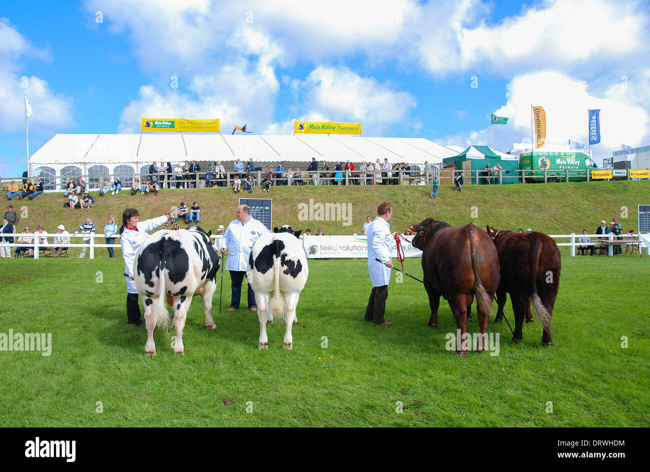 Le mucche in mostra l'anello presso il Royal Cornwall show, St Albans, Cornwall, Regno Unito Foto Stock