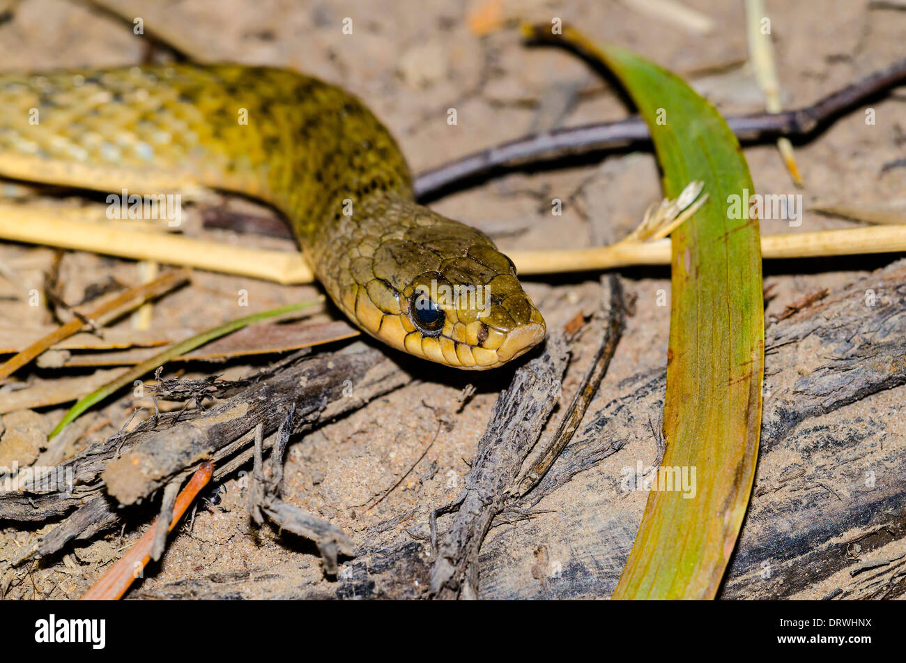Keelback Tropidonophis mairii è un non-serpente velenoso Foto Stock
