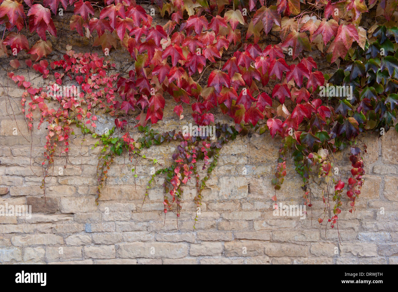 Foglie d'edera sul muro di pietra calcarea Foto Stock
