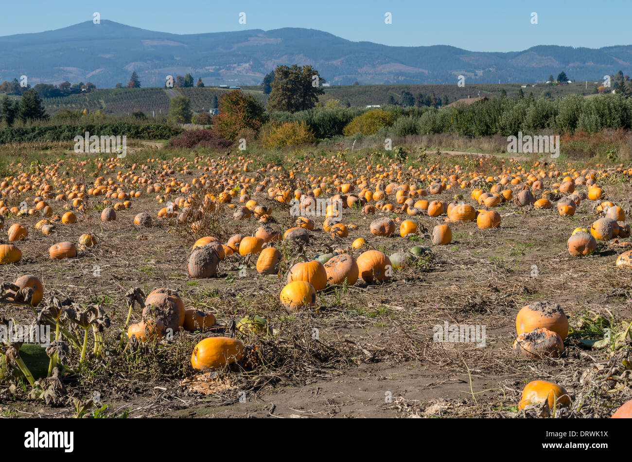 Campo di arancione zucca coltivata per uso in Halloween visualizza. Hood River, Oregon Foto Stock